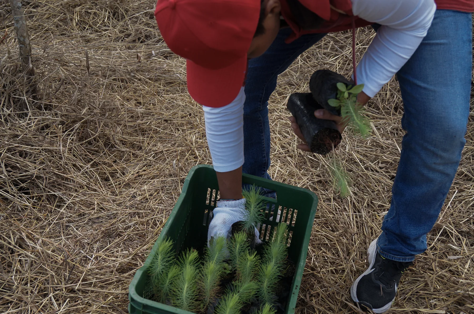 Actividad de FUNCAGUA relacionada con Reforestaciones integrales de largo plazo