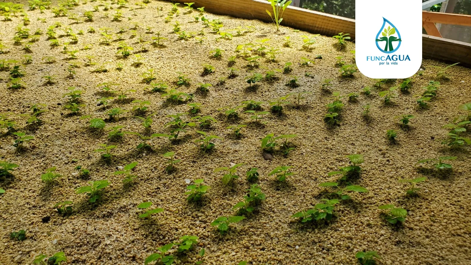 Plántulas de especies forestales nativas en el Semillero de Agua